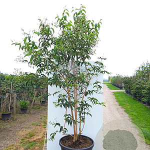 Heptacodium miconioides 200-225 cm cont. 90L solitair
