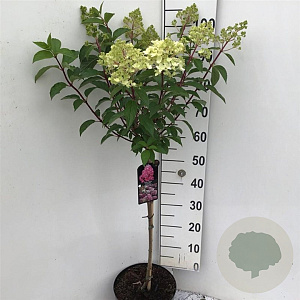 Hydrangea pan. Vanille-Fraise 60 cm stam 7,5L
