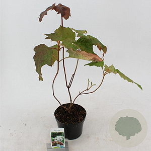 Hydrangea quercifolia 25-30 cm 2,0L