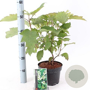 Hydrangea quercifolia 25-30 cm 2,0L