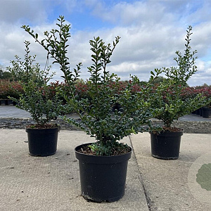 Ilex crenata 'Convexa' 30-40 cm 3,0L