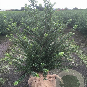 Ilex crenata 'Convexa' 60-80 cm met kluit