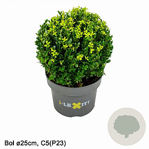 Ilex crenata Dark Green 25 cm 5,0L bol potgekweekt