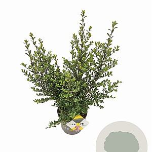 Ilex crenata Dark Green 40-60 cm 5,0L struik