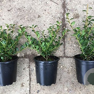 Ilex crenata 'Green Glory' 45-50 cm 20L bol