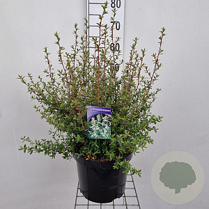 Leptospermum 'Silver Sheen' 40-50 cm 7,5L