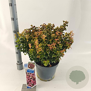 Leucothoe axillaris 'Curly Red' 30-35 cm 5,0L