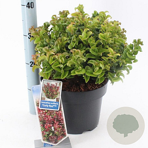 Leucothoe axillaris 'Curly Red' 30-35 cm 5,0L