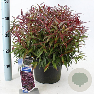 Leucothoe keiskei Burning Love 35-40 cm 5,0L