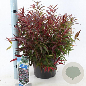 Leucothoe keiskei Burning Love 35-40 cm 5,0L