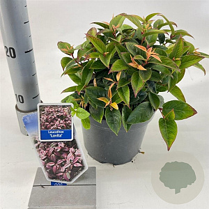 Leucothoe Lovita 25-30 cm 2,0L