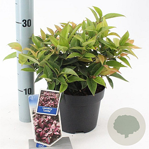 Leucothoe Lovita 25-30 cm 2,0L