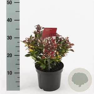 Leucothoe 'Zeblid' 25-30 cm 2,0L