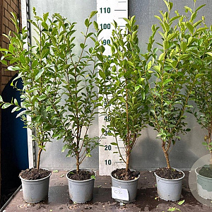 Ligustrum ovalifolium 60-80 cm 2,0L