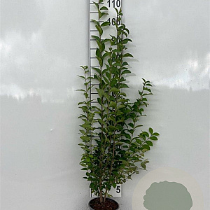 Ligustrum ovalifolium 80-100 cm 2,0L