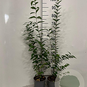 Ligustrum ovalifolium 80-100 cm 2,0L