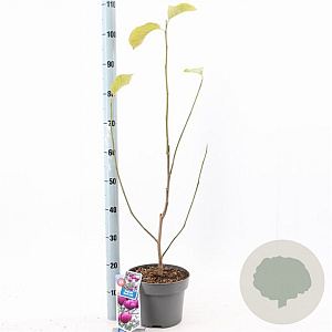 Magnolia Black Tulip 60-80 cm 5,0L