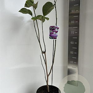 Magnolia Black Tulip 80-90 cm 5,0L