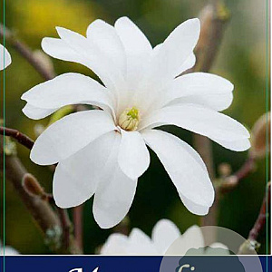 Magnolia stellata 70 cm stam 7,5L