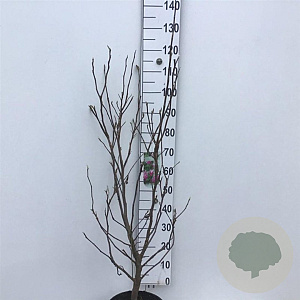Magnolia 'Susan' 80-100 cm 15L