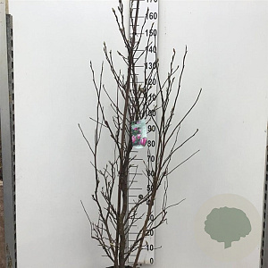 Magnolia 'Susan' 150-175 cm 15L