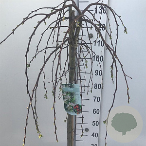 Malus 'Fontana' 120 cm stam 10L