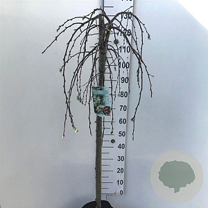 Malus 'Fontana' 120 cm stam 10L