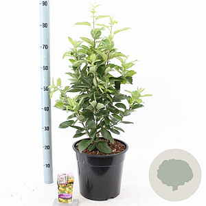 Malus 'Golden Hornet' 100-120 cm 10L