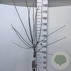 Malus toringo 'Freja' 90 cm stam 10L