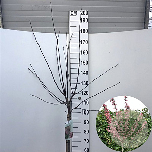 Malus toringo 'Freja' 90 cm stam 10L