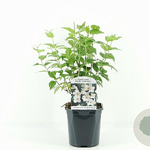 Philadelphus 'Belle Etoile' 30-40 cm 2,0L