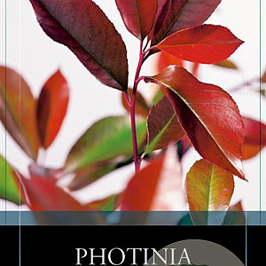Photinia fraseri 'Red Robin' 120 cm stam 10L