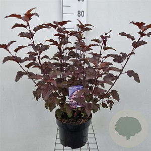 Physocarpus opulif. Lady in Red 50-60 cm 5,0L