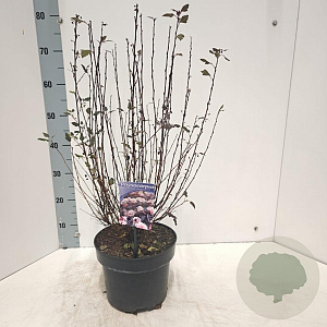 Physocarpus opulif. Little Joker 40-50 cm 5,0L