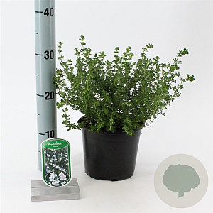 Prostanthera cuneata 20-25 cm 2,0L