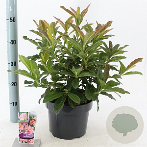 Rhododendron (AK) 'Berryrose' 30-40 cm 5,0L
