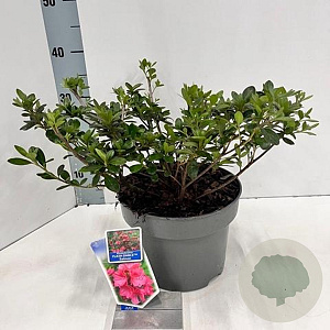 Rhododendron Flash Dance Salmon 20-25 cm 5,0L