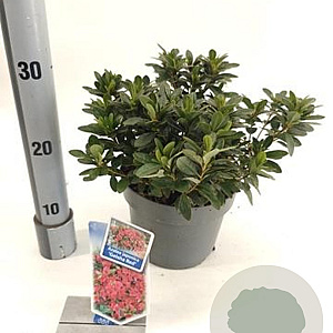 Rhododendron (AJ) Geisha Red 20-25 cm 3,0L