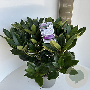 Rhododendron 'Gomer Waterer' 40-50 cm 5,0L