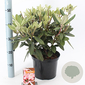 Rhododendron (Y) 'Marlis' 25-30 cm 5,0L