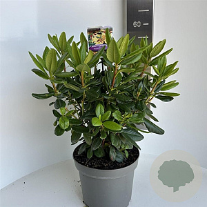 Rhododendron 'Nancy Evans' 40-50 cm 5,0L