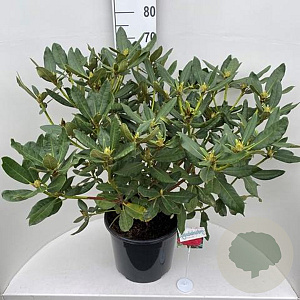 Rhododendron 'Nova Zembla' 60-80 cm 20L