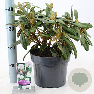 Rhododendron (Y) 'Porzellan' 30-40 cm 5,0L