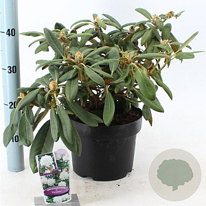 Rhododendron (Y) 'Porzellan' 30-40 cm 5,0L