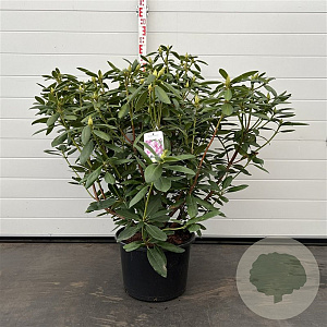 Rhododendron 'Roseum Elegans' 60-80 cm 20L