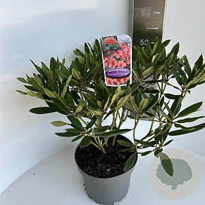 Rhododendron 'Tortoiseshell Orange' 40-50 cm 5,0L