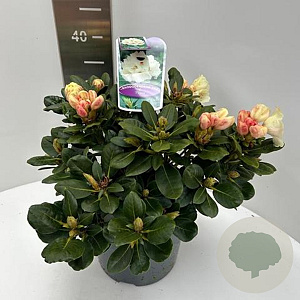 Rhododendron (Y) 'Volker' 30-40 cm 5,0L