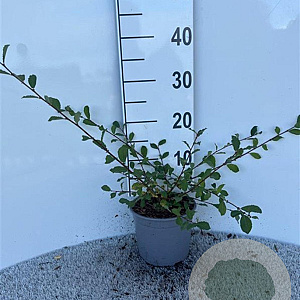 Salix aurita 30-40 cm 2,0L