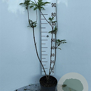 Sambucus nigra 80-100 cm 5,0L