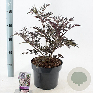 Sambucus nigra Black Lace 30-40 cm 5,0L